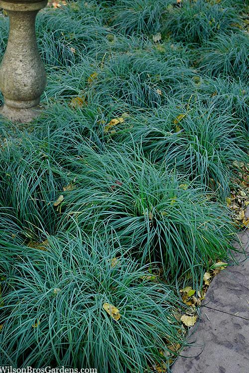 G0070 Grass Carex Flacca Blue Zinger - View 2 from www redcrocus com