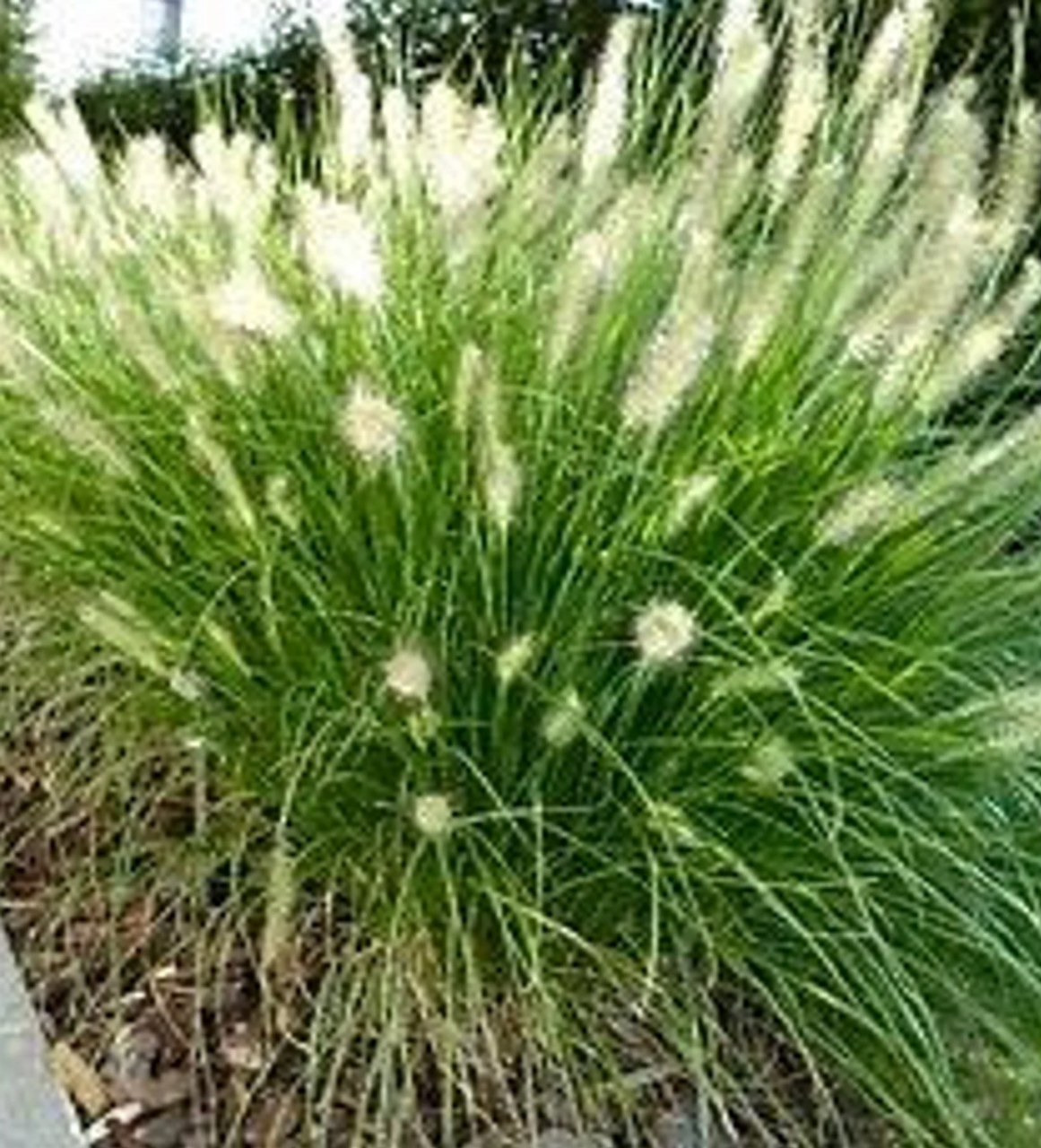 G0074 Grass Pennisetum Alopecuroides Hameln - View 11 from www redcrocus com