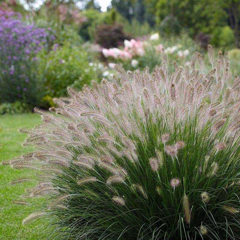 G0074 Grass Pennisetum Alopecuroides Hameln - View 15 from www redcrocus com