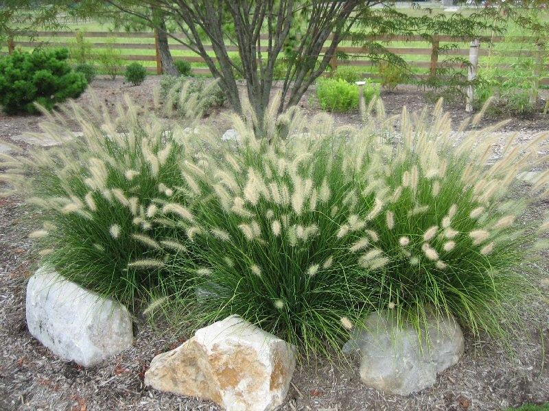 G0074 Grass Pennisetum Alopecuroides Hameln - View 16 from www redcrocus com