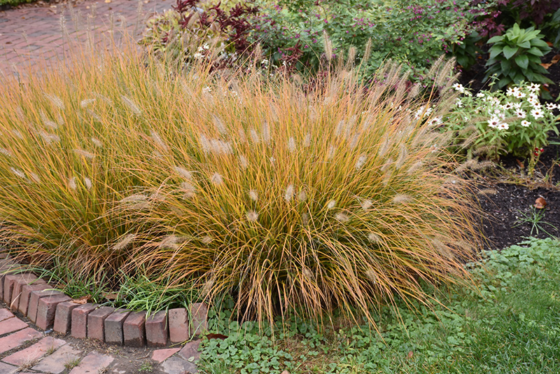 G0074 Grass Pennisetum Alopecuroides Hameln - View 17 from www redcrocus com