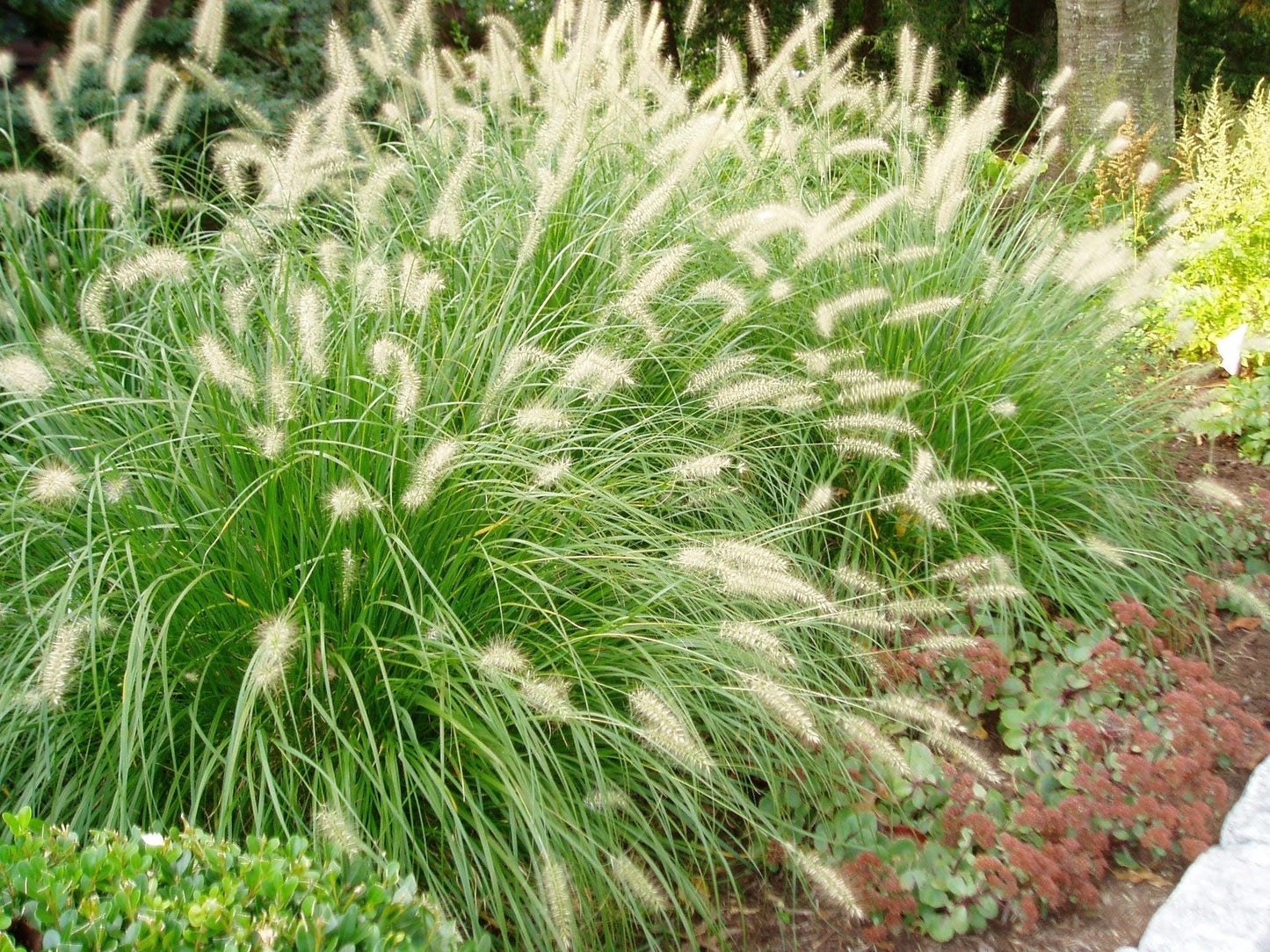 G0074 Grass Pennisetum Alopecuroides Hameln - View 2 from www redcrocus com