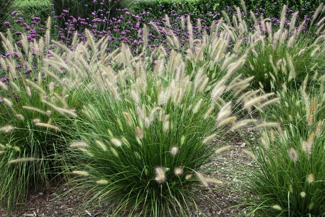 G0074 Grass Pennisetum Alopecuroides Hameln - View 5 from www redcrocus com
