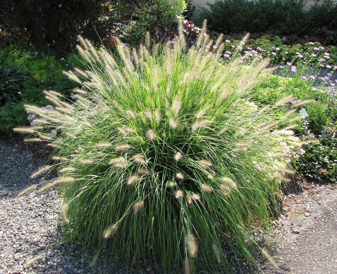 G0074 Grass Pennisetum Alopecuroides Hameln - View 7 from www redcrocus com
