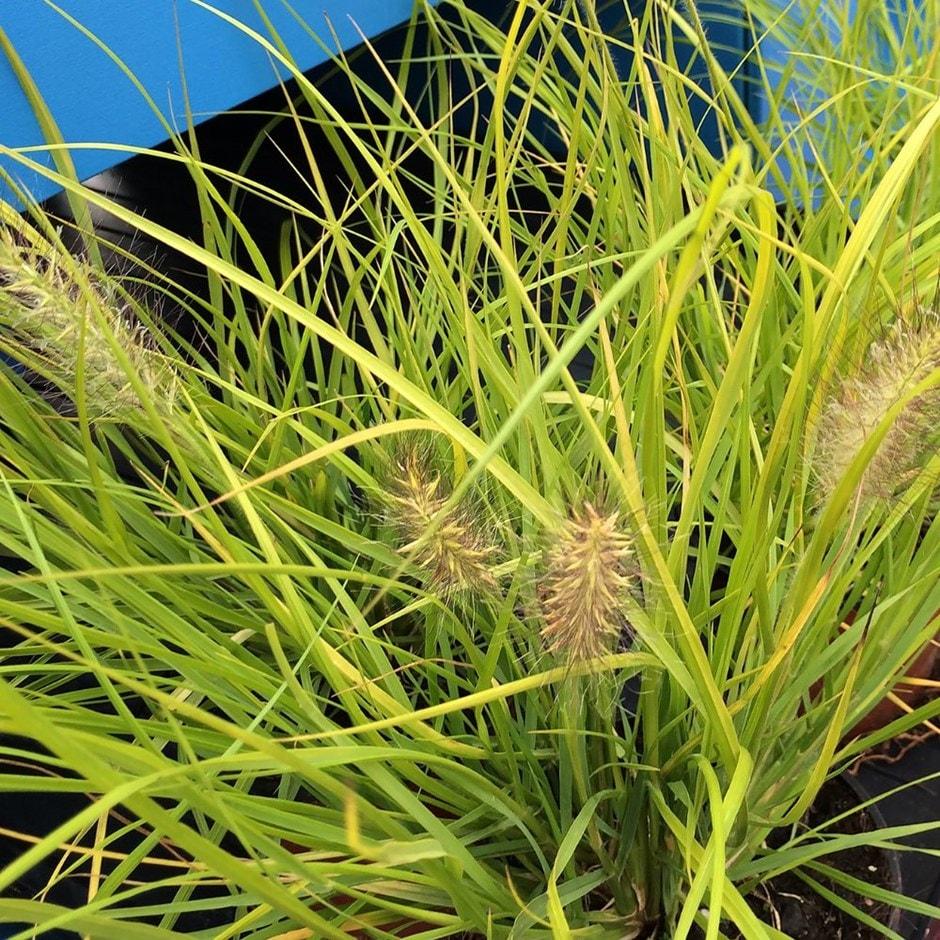 G0074 Grass Pennisetum Alopecuroides Hameln - View 9 from www redcrocus com