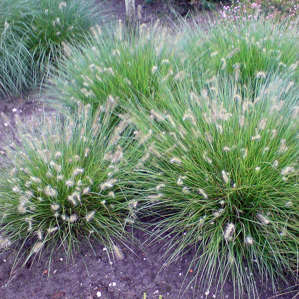 G0075 Grass Pennisetum Alopecuroides Little Bunny - View 12 from www redcrocus com