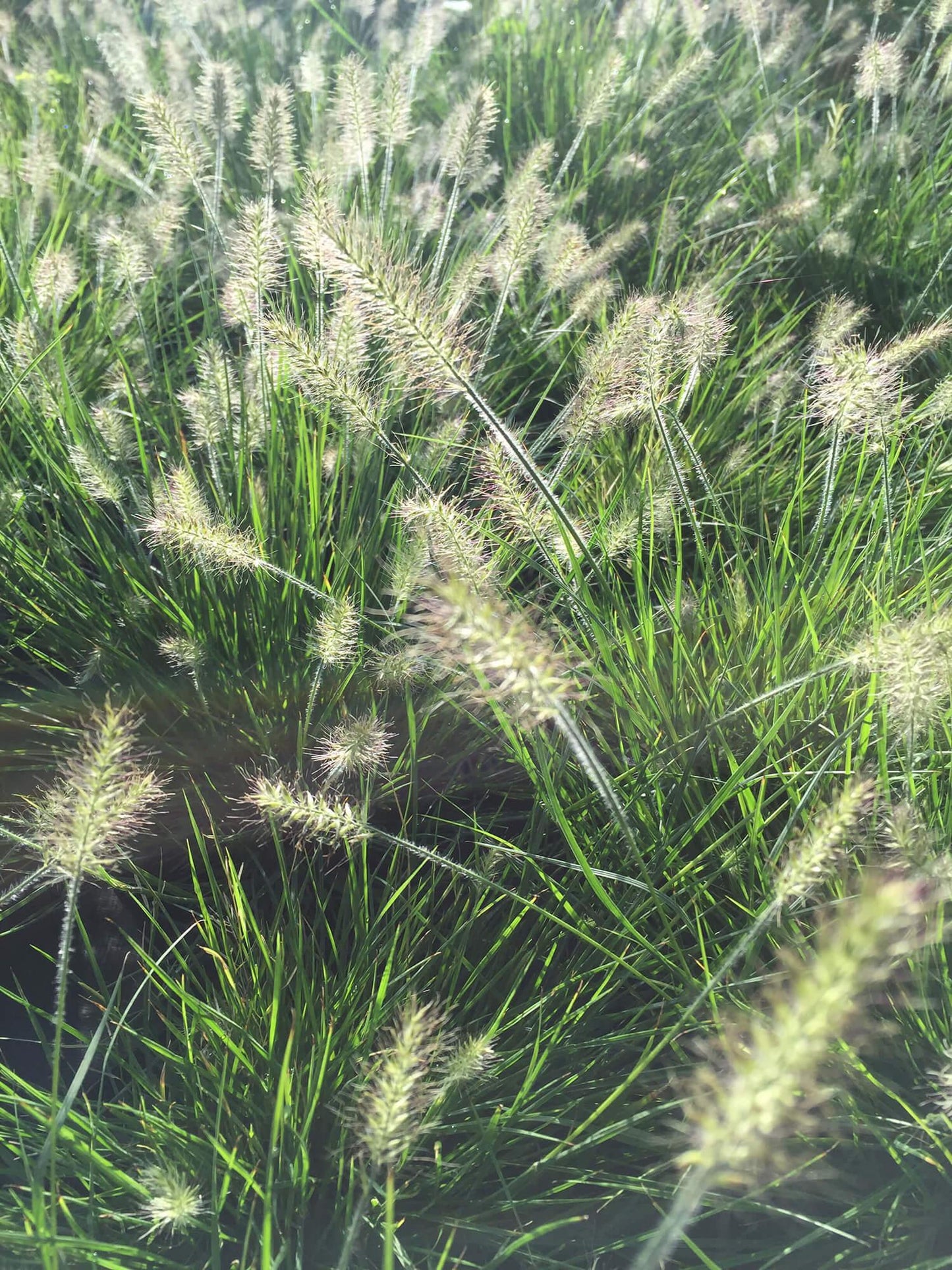 G0075 Grass Pennisetum Alopecuroides Little Bunny - View 14 from www redcrocus com