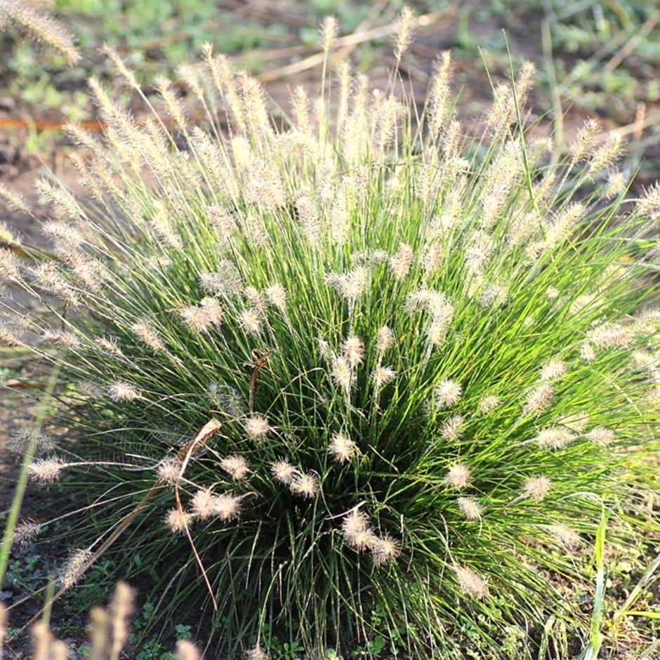 G0075 Grass Pennisetum Alopecuroides Little Bunny - View 16 from www redcrocus com