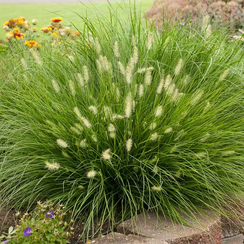 G0075 Grass Pennisetum Alopecuroides Little Bunny - View 2 from www redcrocus com