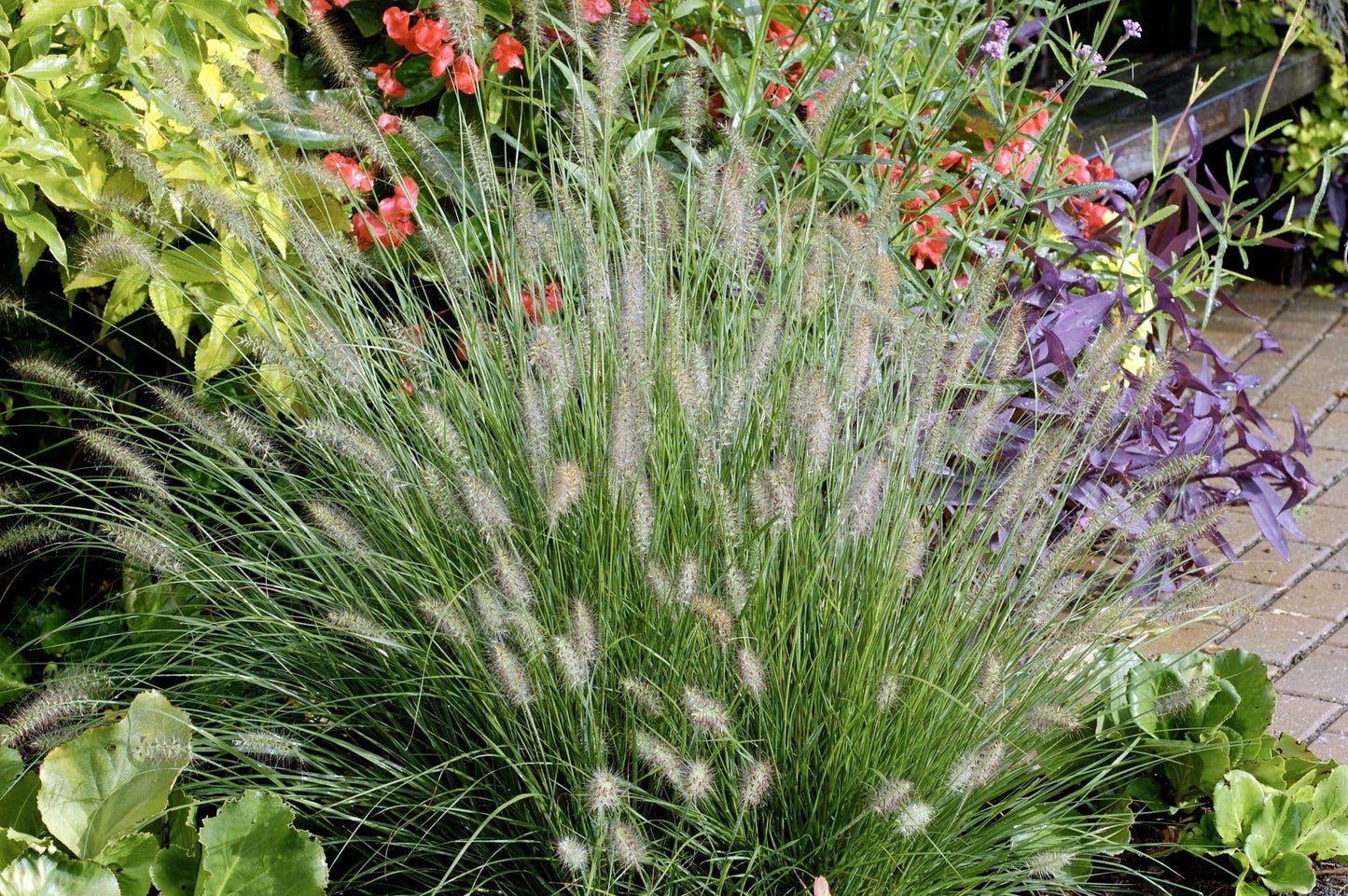 G0075 Grass Pennisetum Alopecuroides Little Bunny - View 4 from www redcrocus com