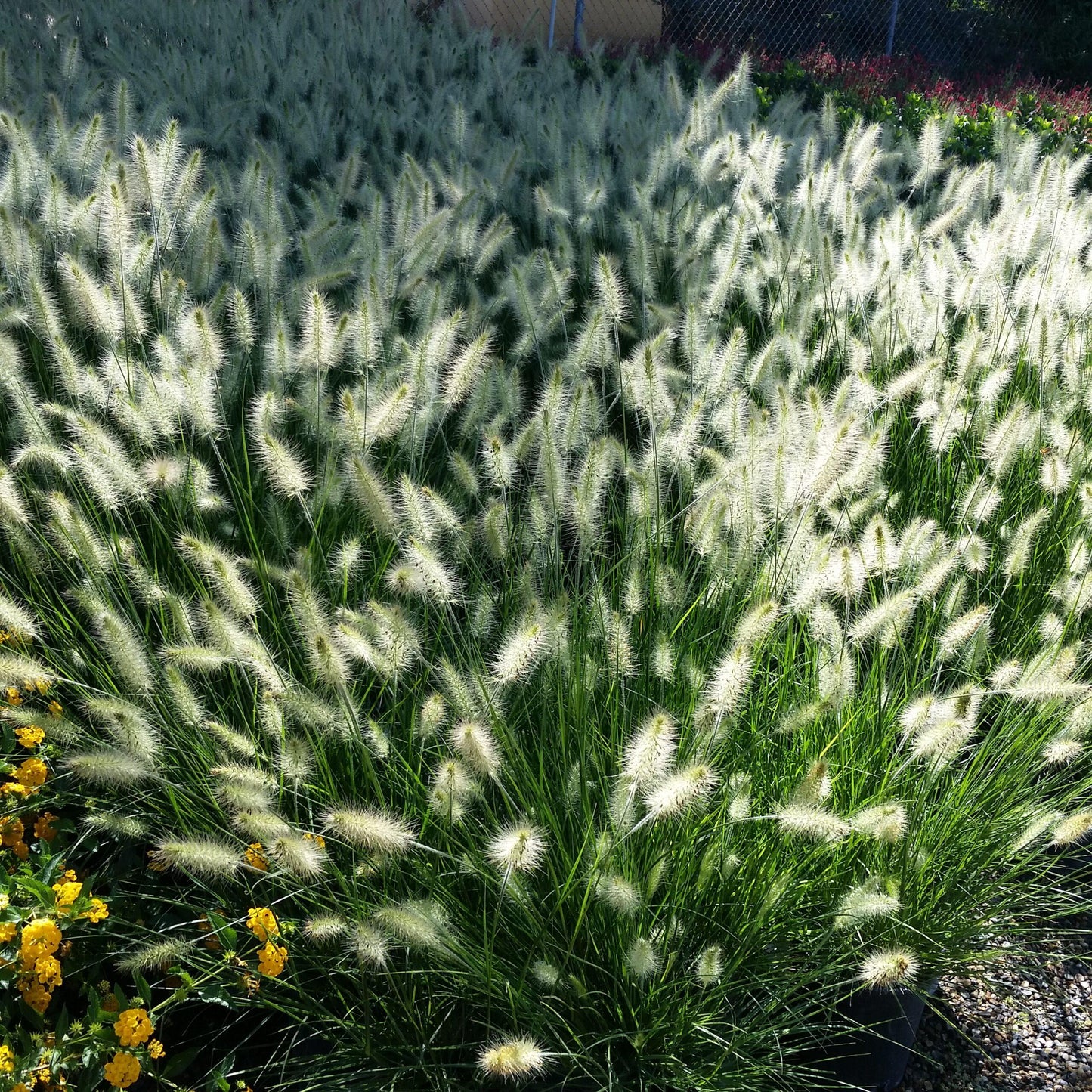 G0075 Grass Pennisetum Alopecuroides Little Bunny - View 5 from www redcrocus com