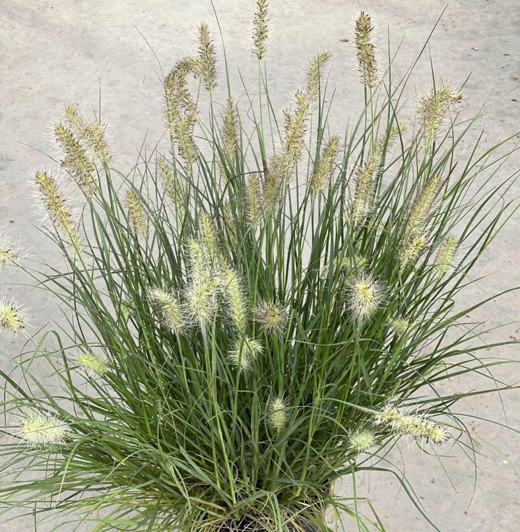 G0075 Grass Pennisetum Alopecuroides Little Bunny - View 7 from www redcrocus com