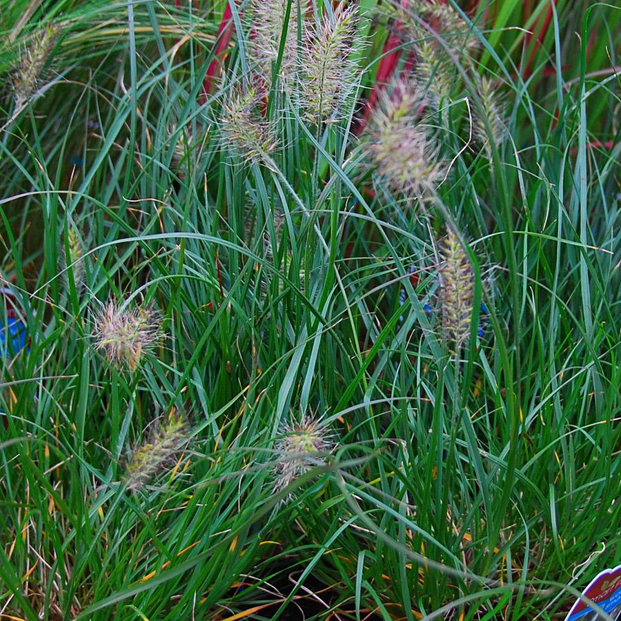 G0075 Grass Pennisetum Alopecuroides Little Bunny - View 8 from www redcrocus com