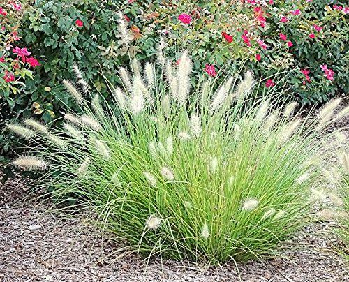 G0075 Grass Pennisetum Alopecuroides Little Bunny - View 9 from www redcrocus com