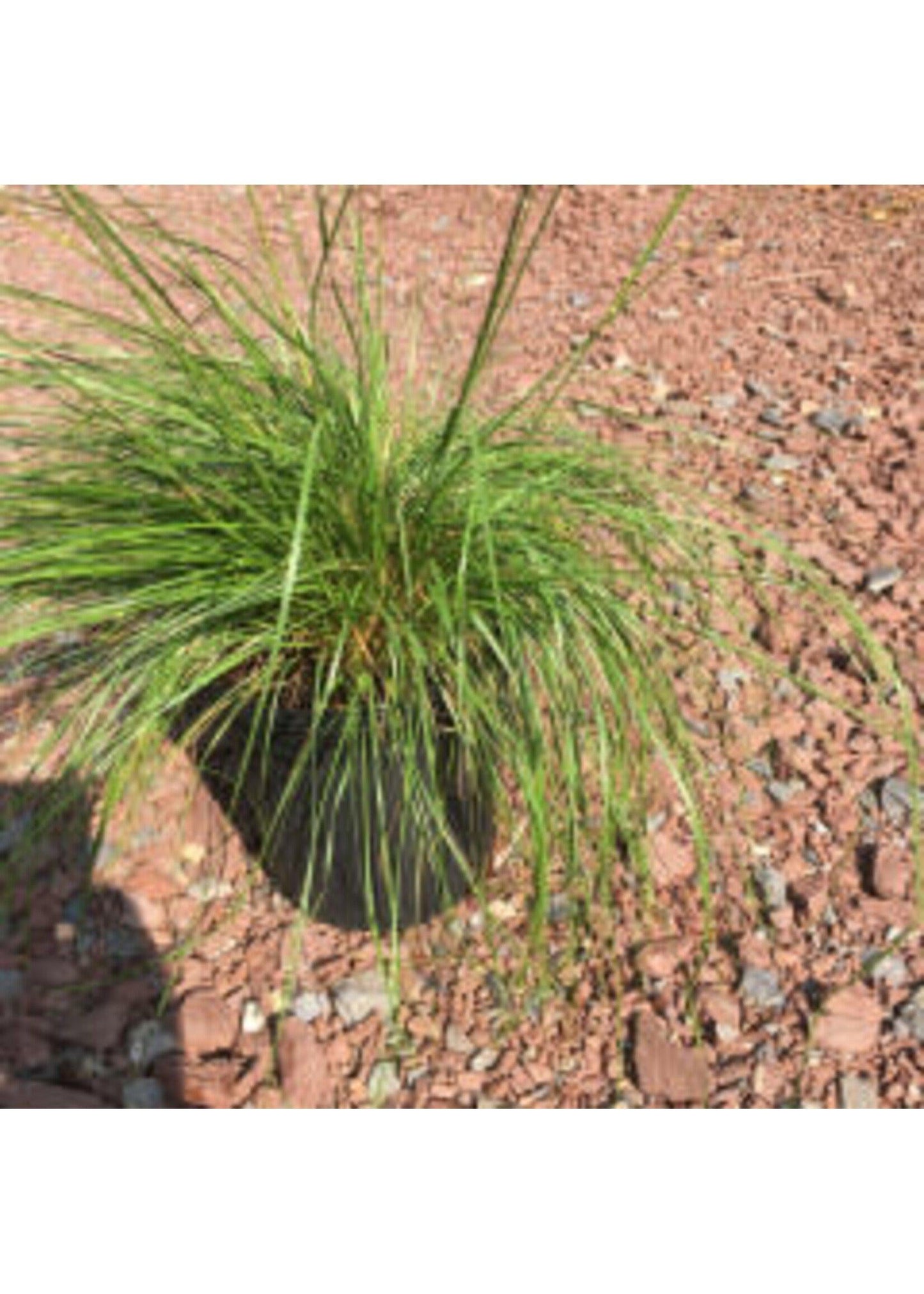 G0076 Grass Sporobolus Heterolepis - View 15 from www redcrocus com