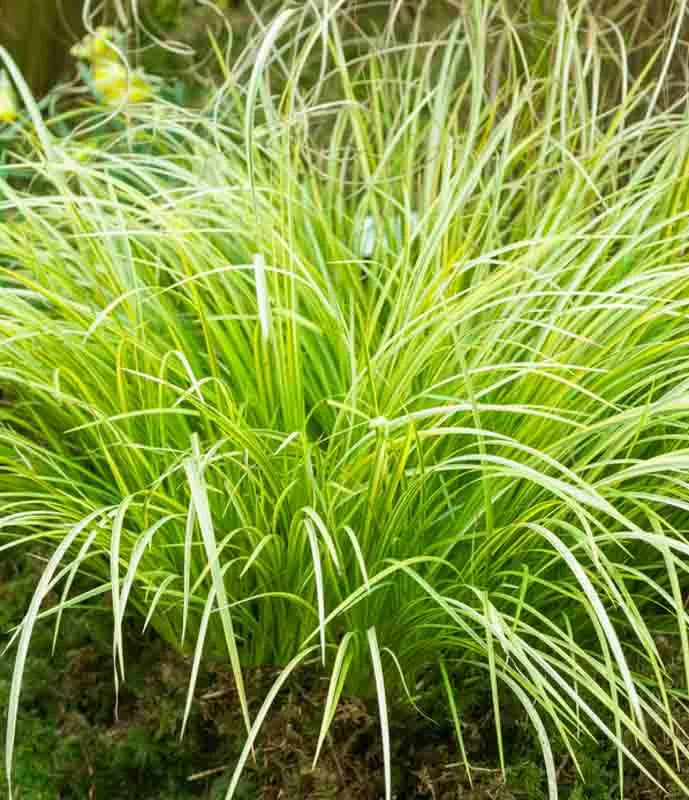 G0080 Grass, Acorus Gramineus 'ogon' - View 10 from www redcrocus com