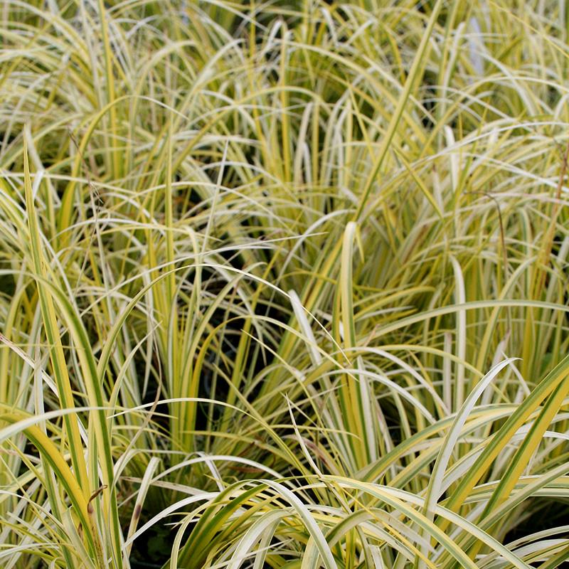 G0080 Grass, Acorus Gramineus 'ogon' - View 11 from www redcrocus com
