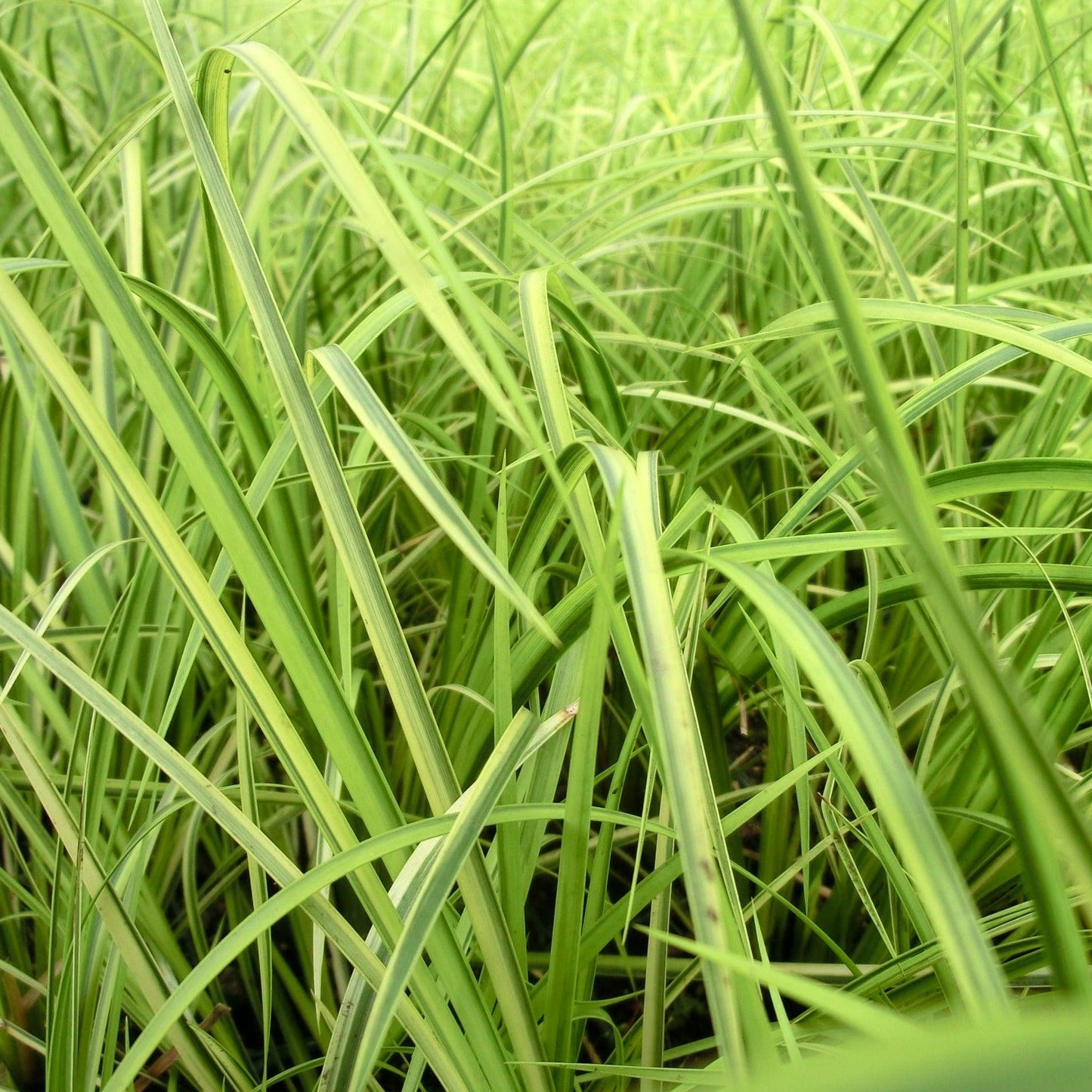G0080 Grass, Acorus Gramineus 'ogon' - View 13 from www redcrocus com