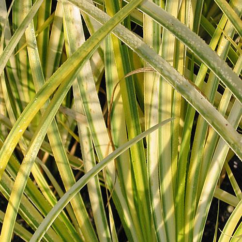 G0080 Grass, Acorus Gramineus 'ogon' - View 15 from www redcrocus com