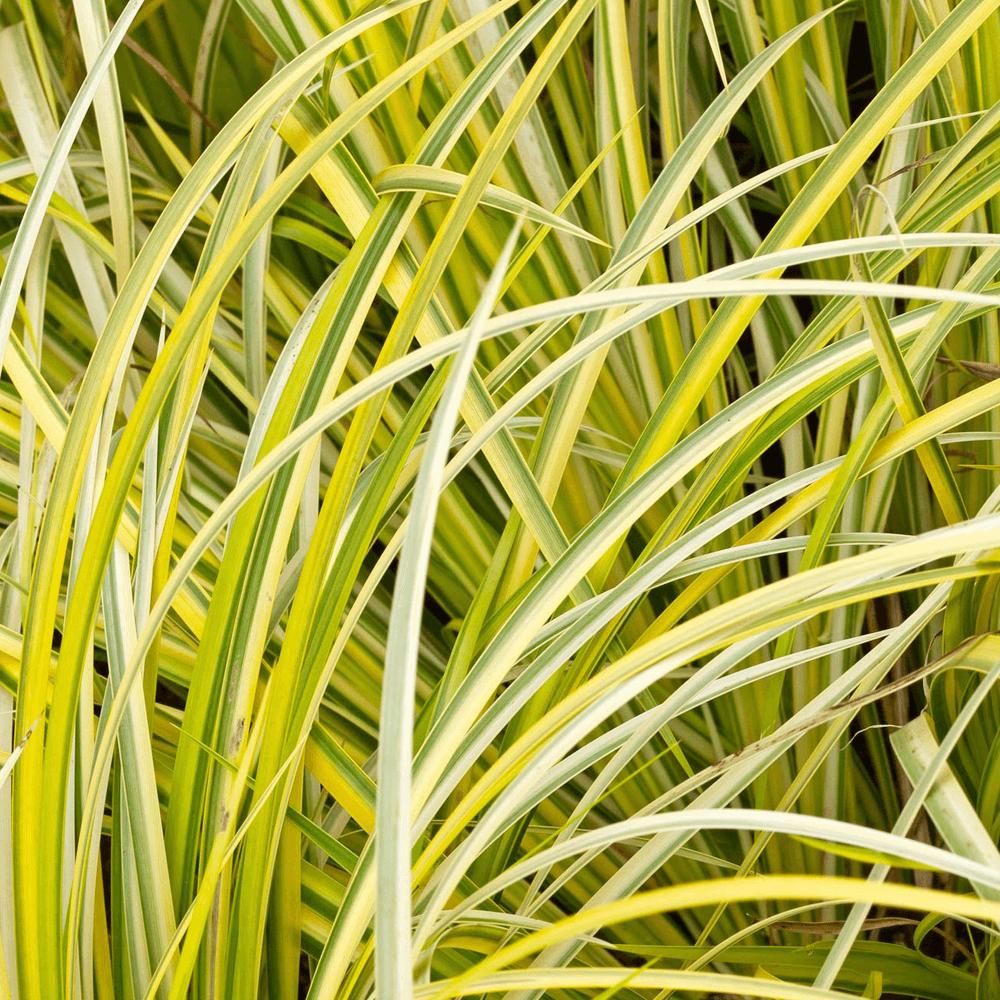 G0080 Grass, Acorus Gramineus 'ogon' - View 16 from www redcrocus com
