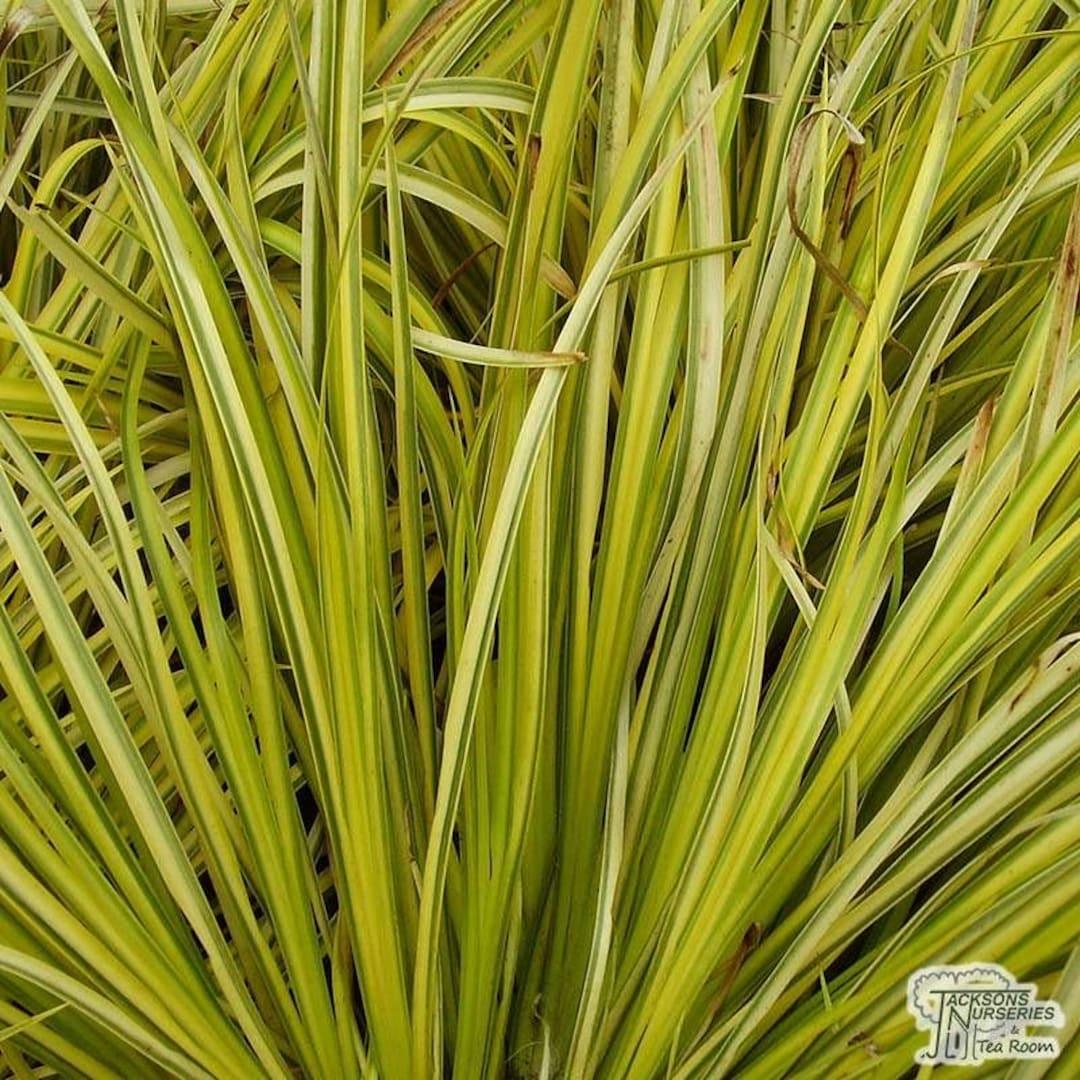 G0080 Grass, Acorus Gramineus 'ogon' - View 18 from www redcrocus com