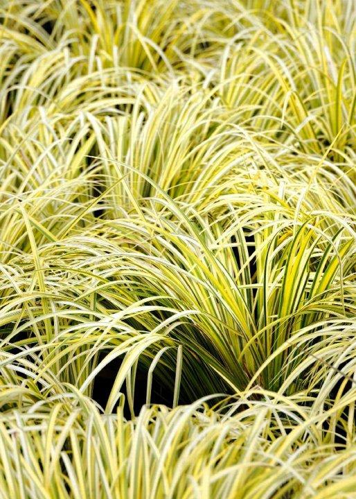 G0080 Grass, Acorus Gramineus 'ogon' - View 19 from www redcrocus com