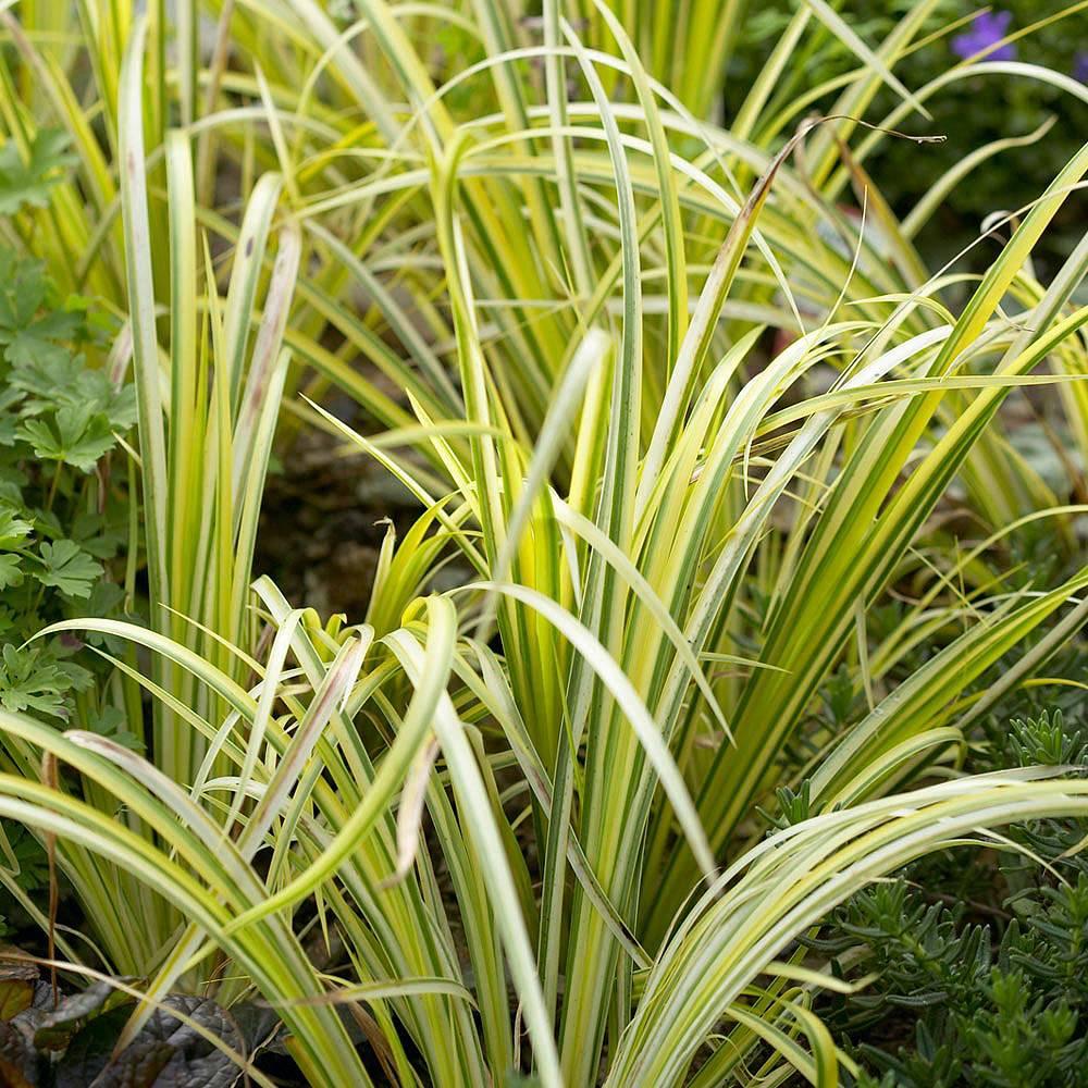 G0080 Grass, Acorus Gramineus 'ogon' - View 3 from www redcrocus com