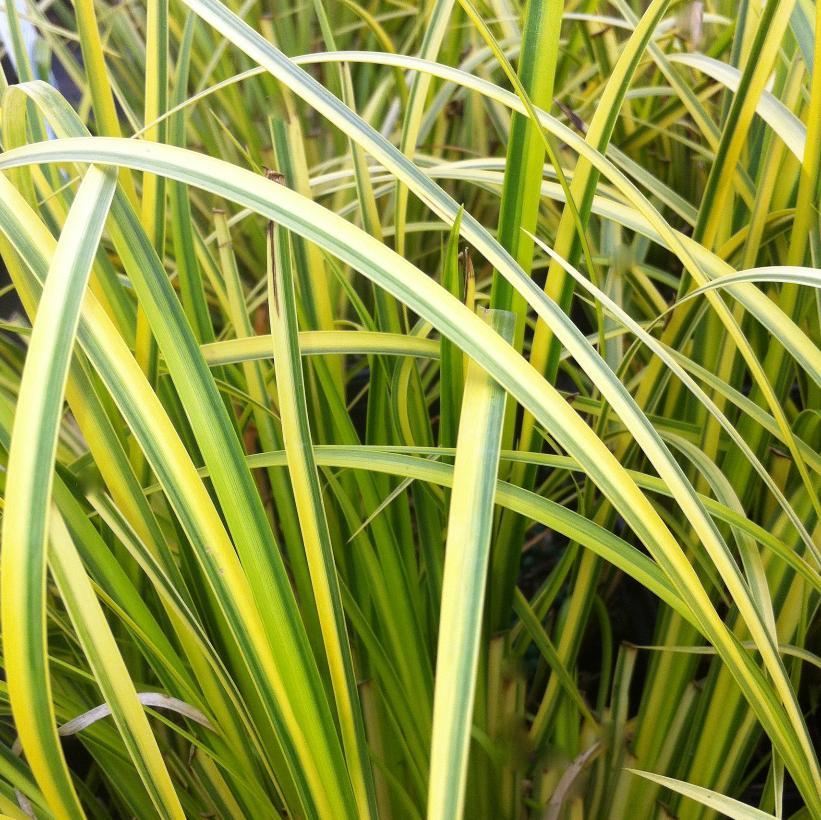 G0080 Grass, Acorus Gramineus 'ogon' - View 4 from www redcrocus com