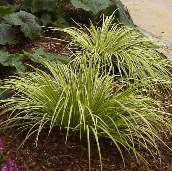 G0080 Grass, Acorus Gramineus 'ogon' - View 5 from www redcrocus com