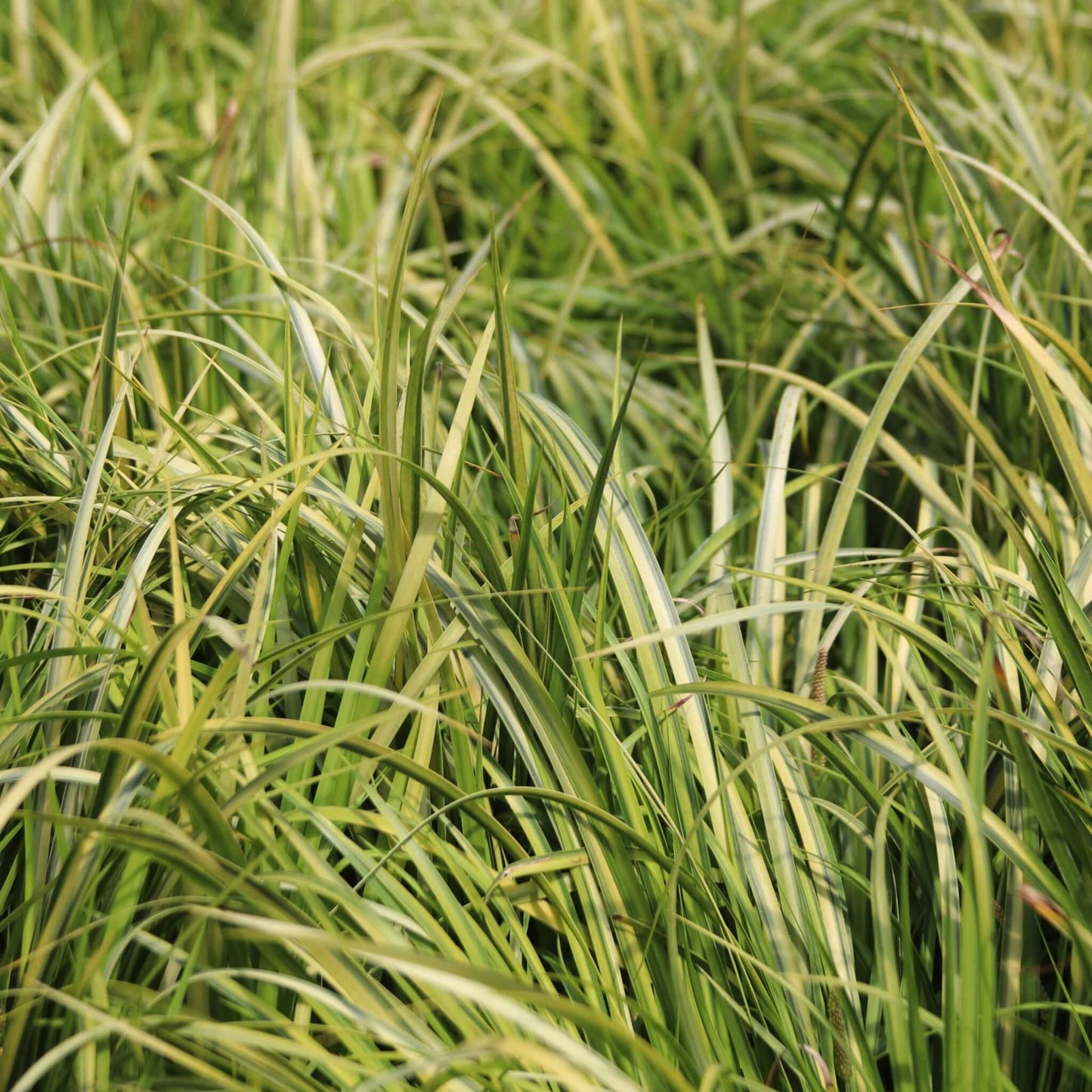 G0080 Grass, Acorus Gramineus 'ogon' - View 7 from www redcrocus com