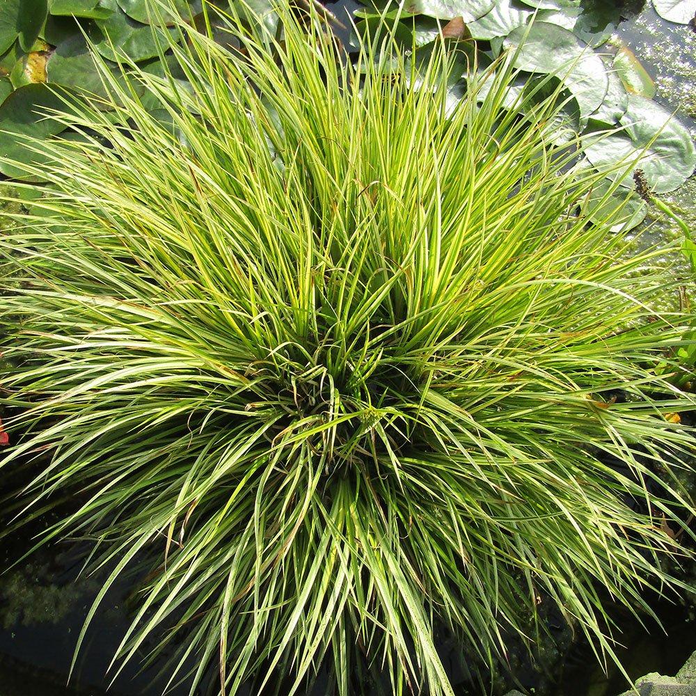G0080 Grass, Acorus Gramineus 'ogon' - View 9 from www redcrocus com