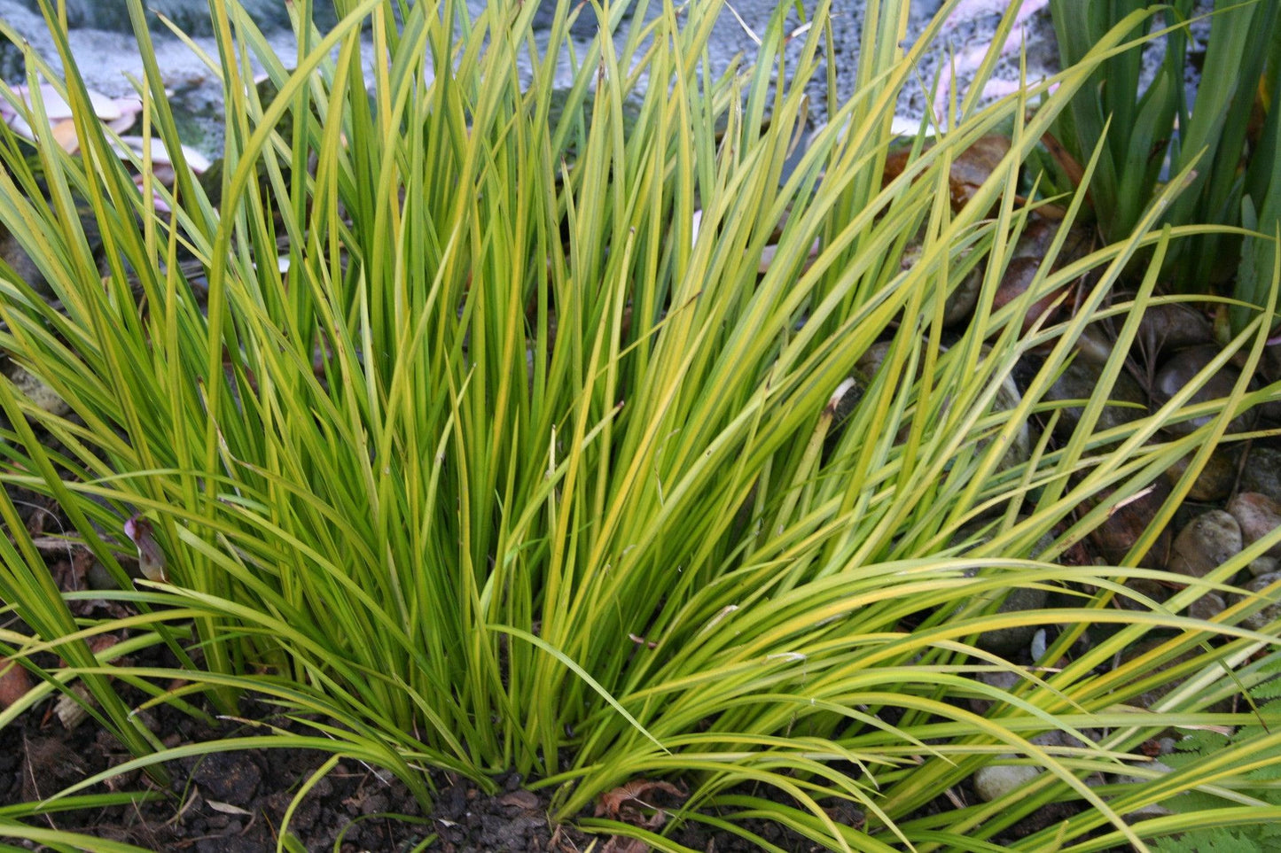 G0080 Grass Acorus Gramineus Ogon - View 11 from www redcrocus com
