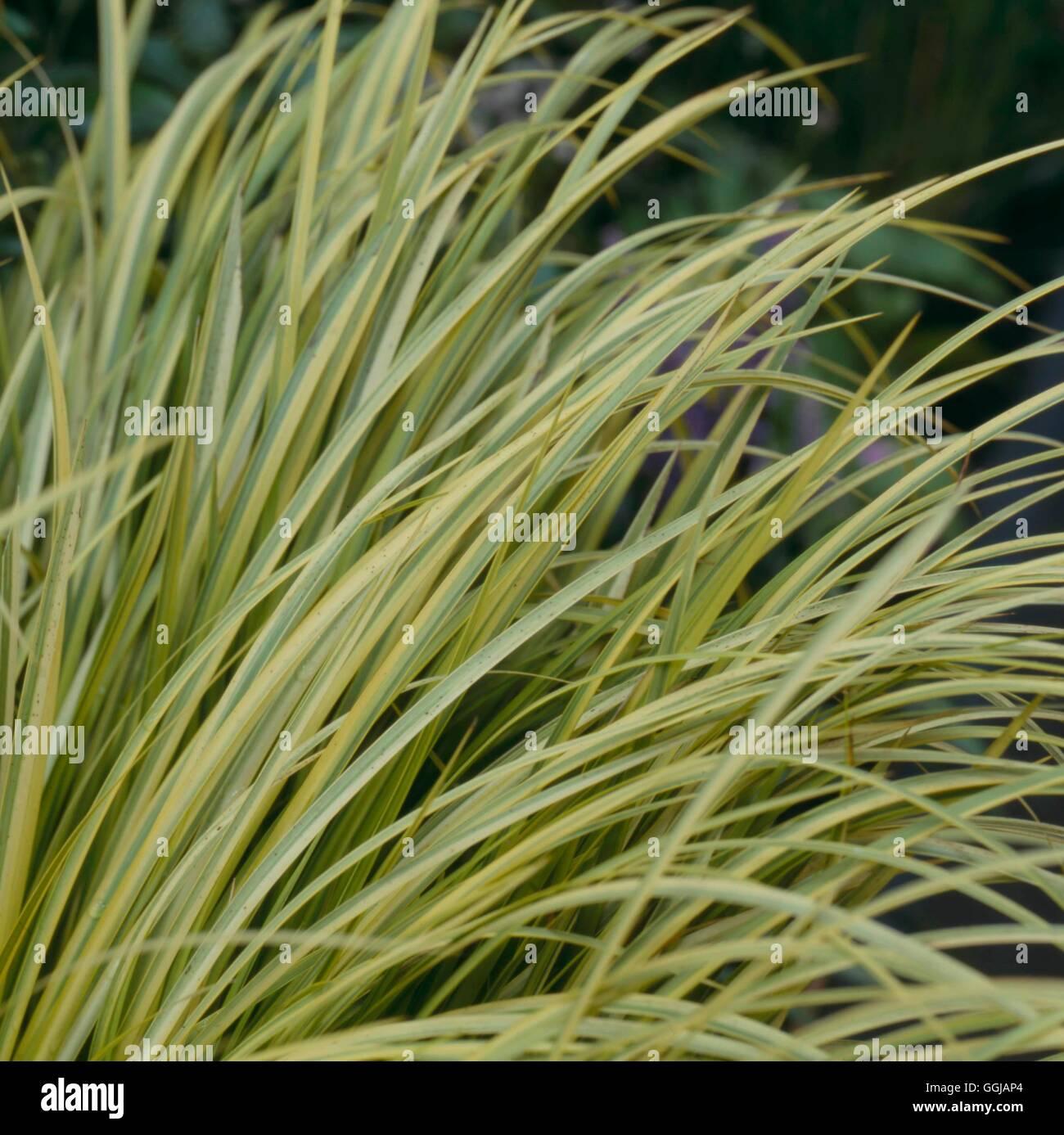 G0080 Grass Acorus Gramineus Ogon - View 15 from www redcrocus com