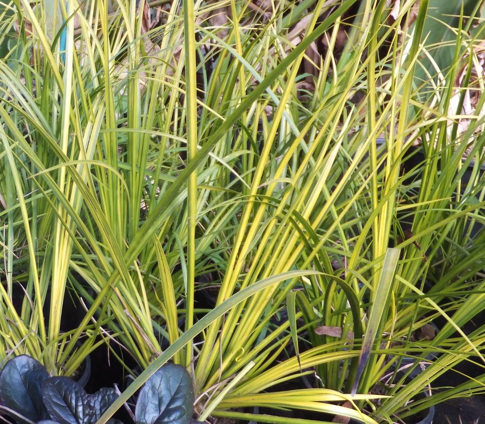 G0080 Grass Acorus Gramineus Ogon - View 18 from www redcrocus com