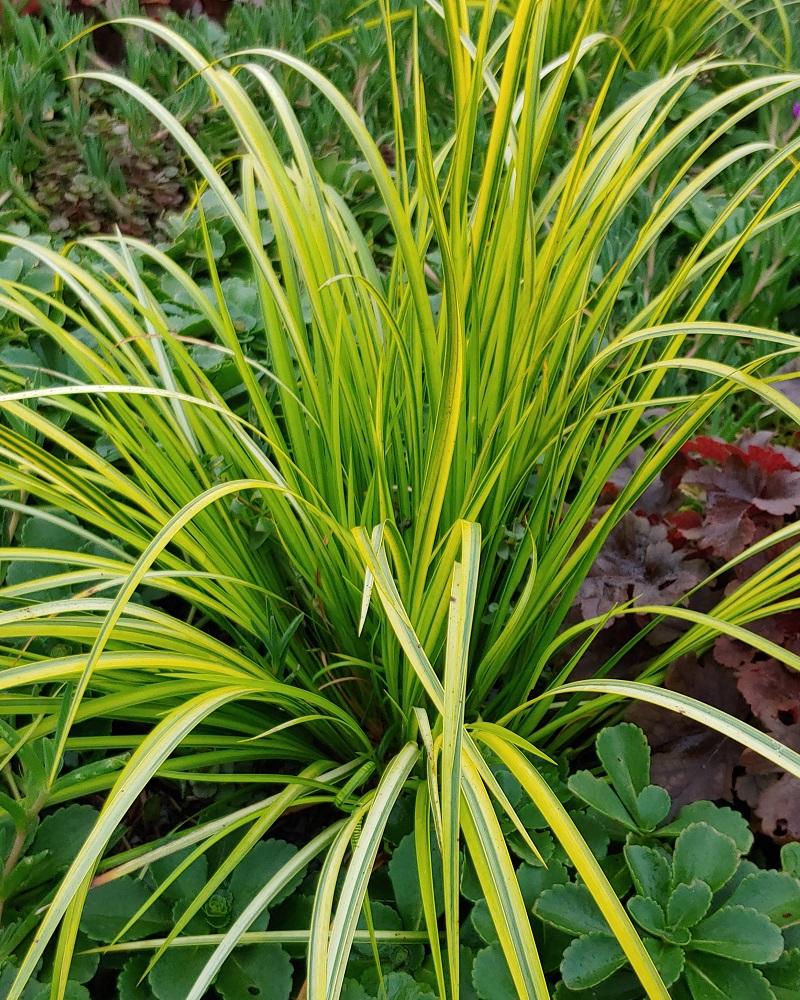 G0080 Grass Acorus Gramineus Ogon - View 1 from www redcrocus com