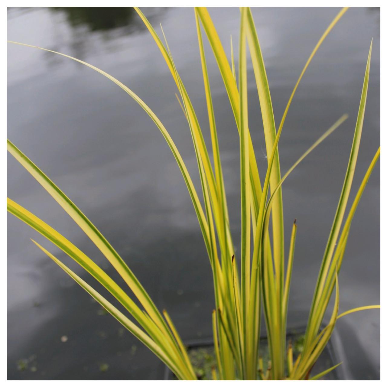G0080 Grass Acorus Gramineus Ogon - View 4 from www redcrocus com