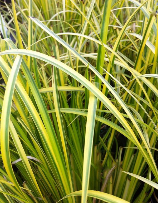 G0080 Grass Acorus Gramineus Ogon - View 5 from www redcrocus com