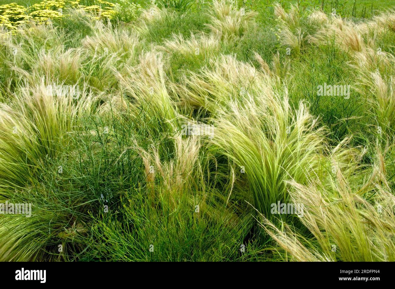 G0086 Grass Nassella Tenuissima - View 10 from www redcrocus com