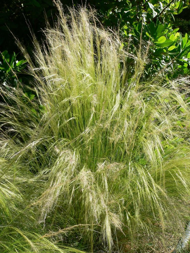 G0086 Grass Nassella Tenuissima - View 13 from www redcrocus com