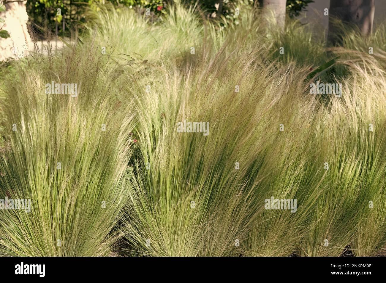 G0086 Grass Nassella Tenuissima - View 14 from www redcrocus com
