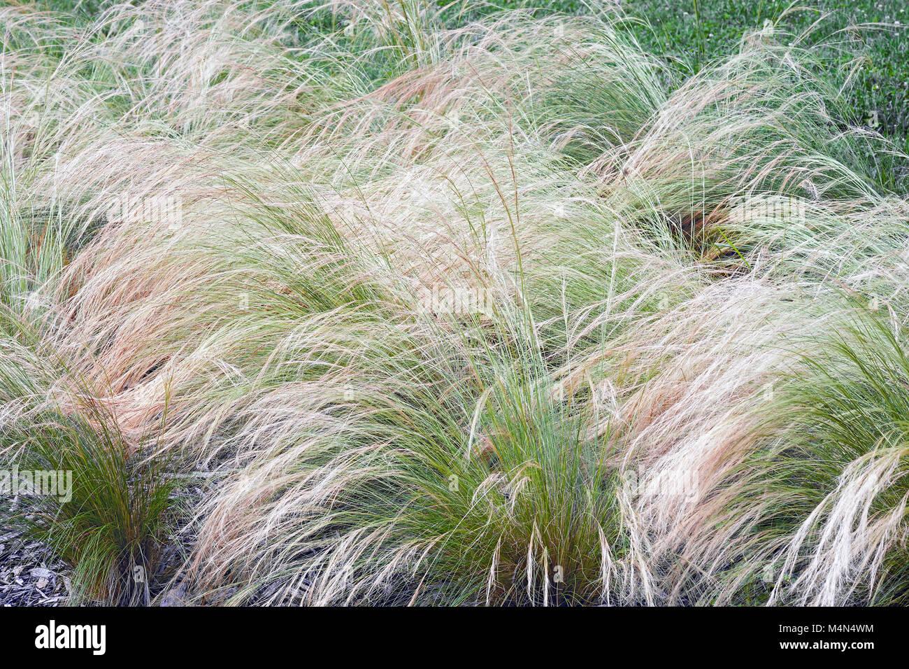 G0086 Grass Nassella Tenuissima - View 15 from www redcrocus com