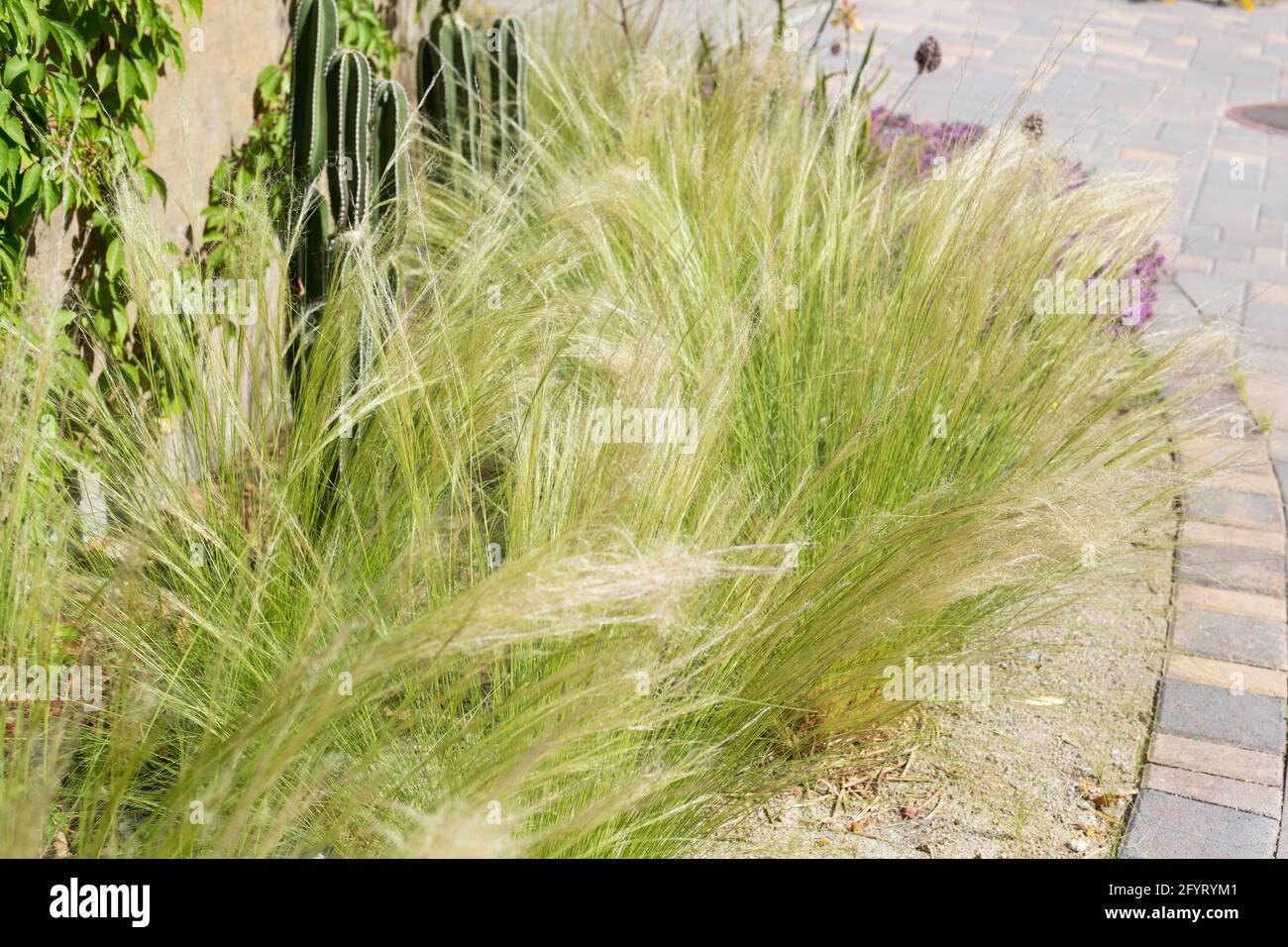 G0086 Grass Nassella Tenuissima - View 16 from www redcrocus com