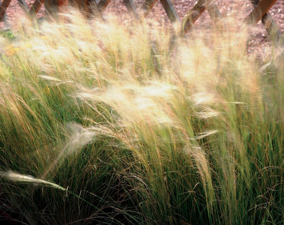 G0086 Grass Nassella Tenuissima - View 17 from www redcrocus com