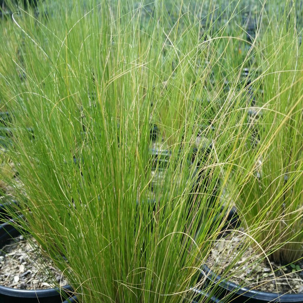 G0086 Grass Nassella Tenuissima - View 4 from www redcrocus com