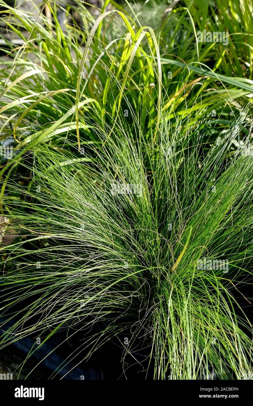 G0086 Grass Nassella Tenuissima - View 9 from www redcrocus com