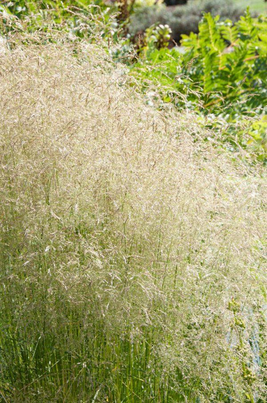 G0095 Grass Deschampsia Cespitosa Goldtau - View 10 from www redcrocus com