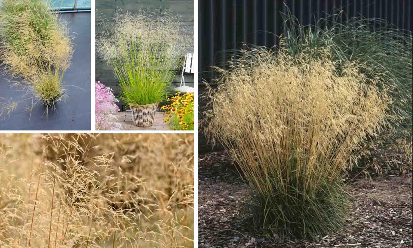 G0095 Grass Deschampsia Cespitosa Goldtau - View 12 from www redcrocus com