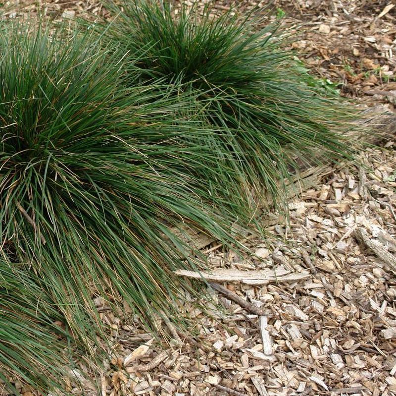 G0095 Grass Deschampsia Cespitosa Goldtau - View 13 from www redcrocus com