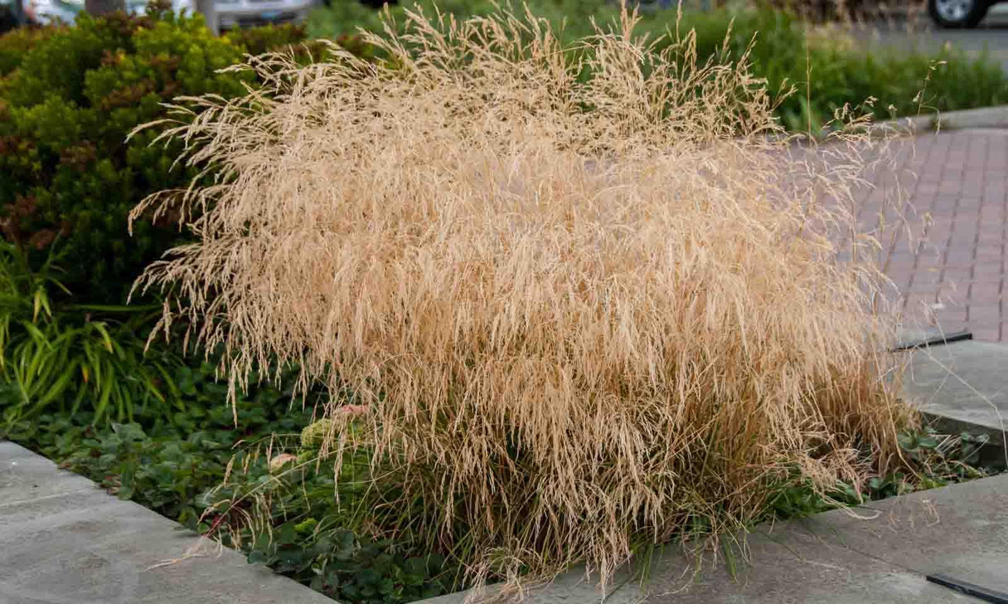 G0095 Grass Deschampsia Cespitosa Goldtau - View 14 from www redcrocus com