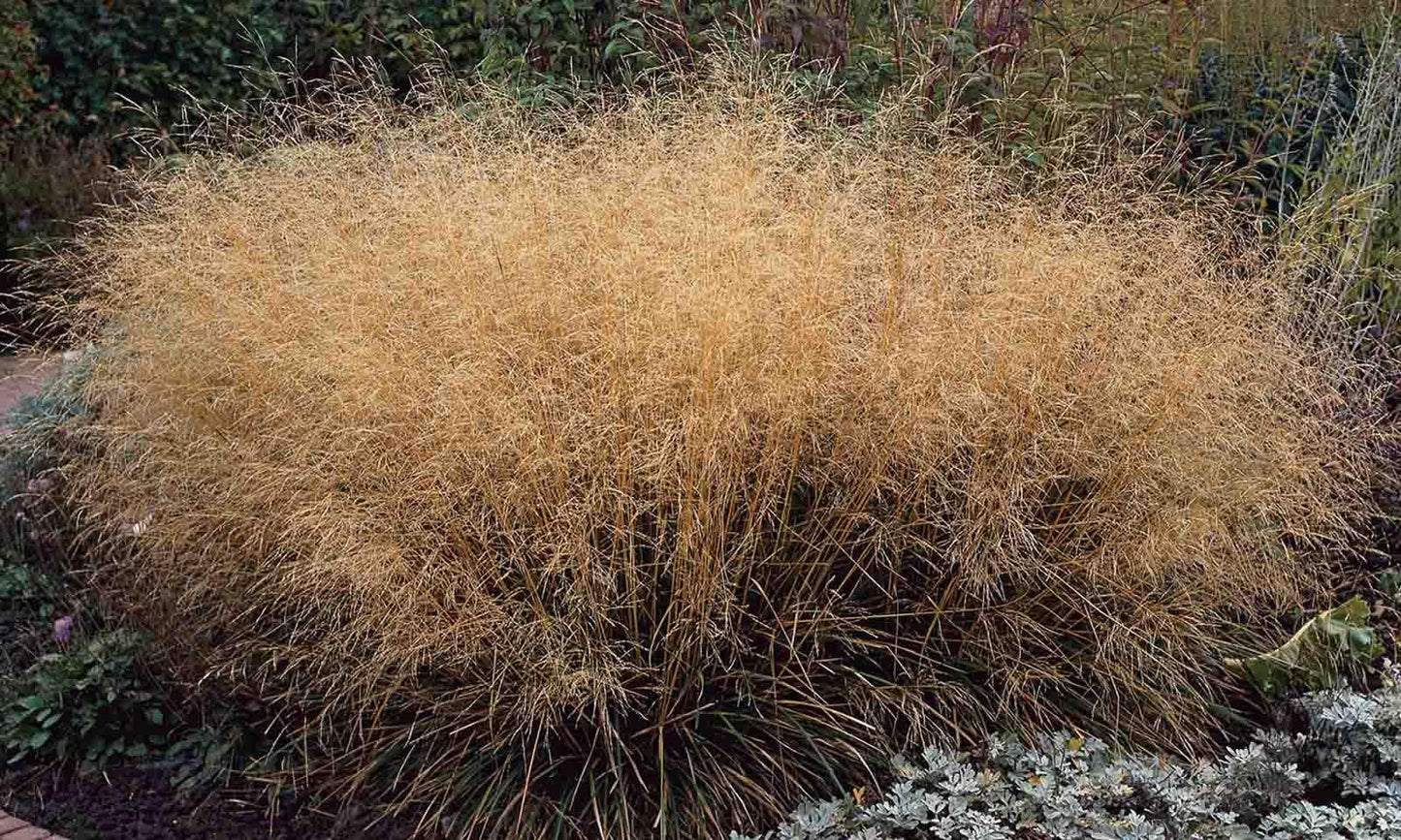 G0095 Grass Deschampsia Cespitosa Goldtau - View 15 from www redcrocus com